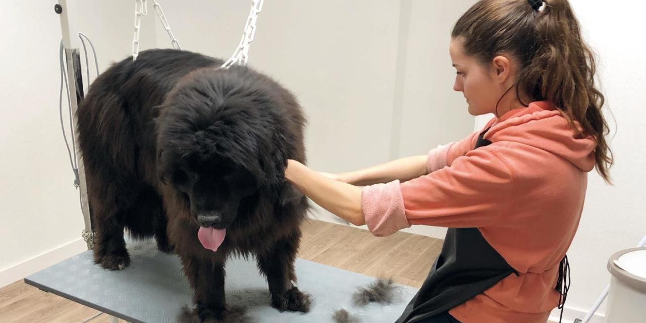 Un salon qui a du chien !