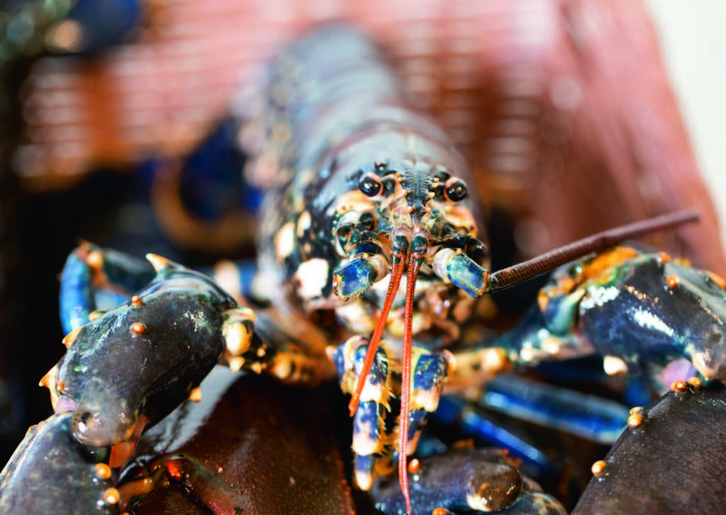 homard bleu