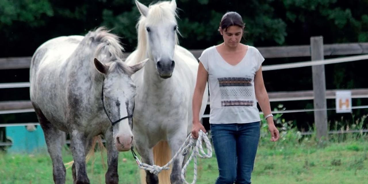 Équicoaching : le cheval pour développer son intelligence émotionnelle