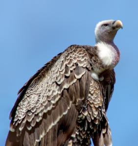 vulture gb4fb21d29 1280