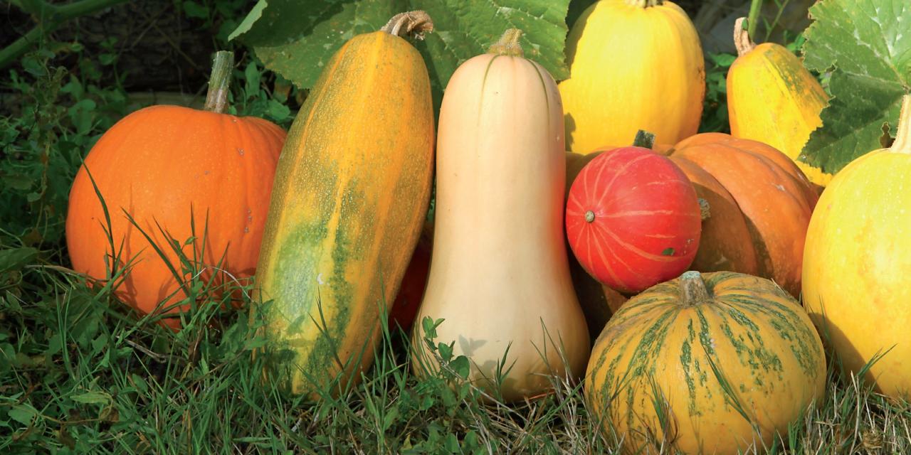 La courge, un légume d&rsquo;hiver ?