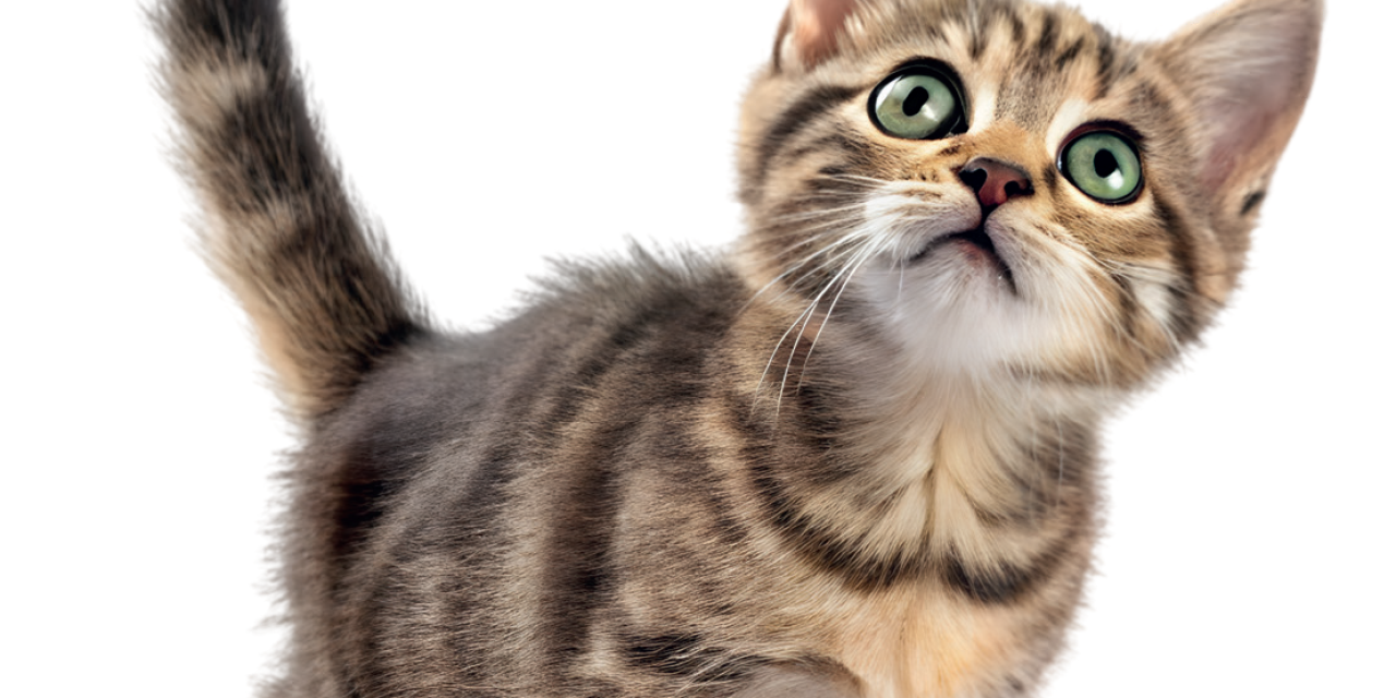 La ronronthérapie : le bien-être par le chat ?