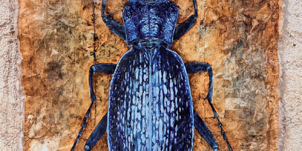 Jusqu&rsquo;au 1er novembre, le Musée Chintreuil à Pont-de-Vaux célèbre la beauté des insectes avec l&rsquo;exposition Art trop podes