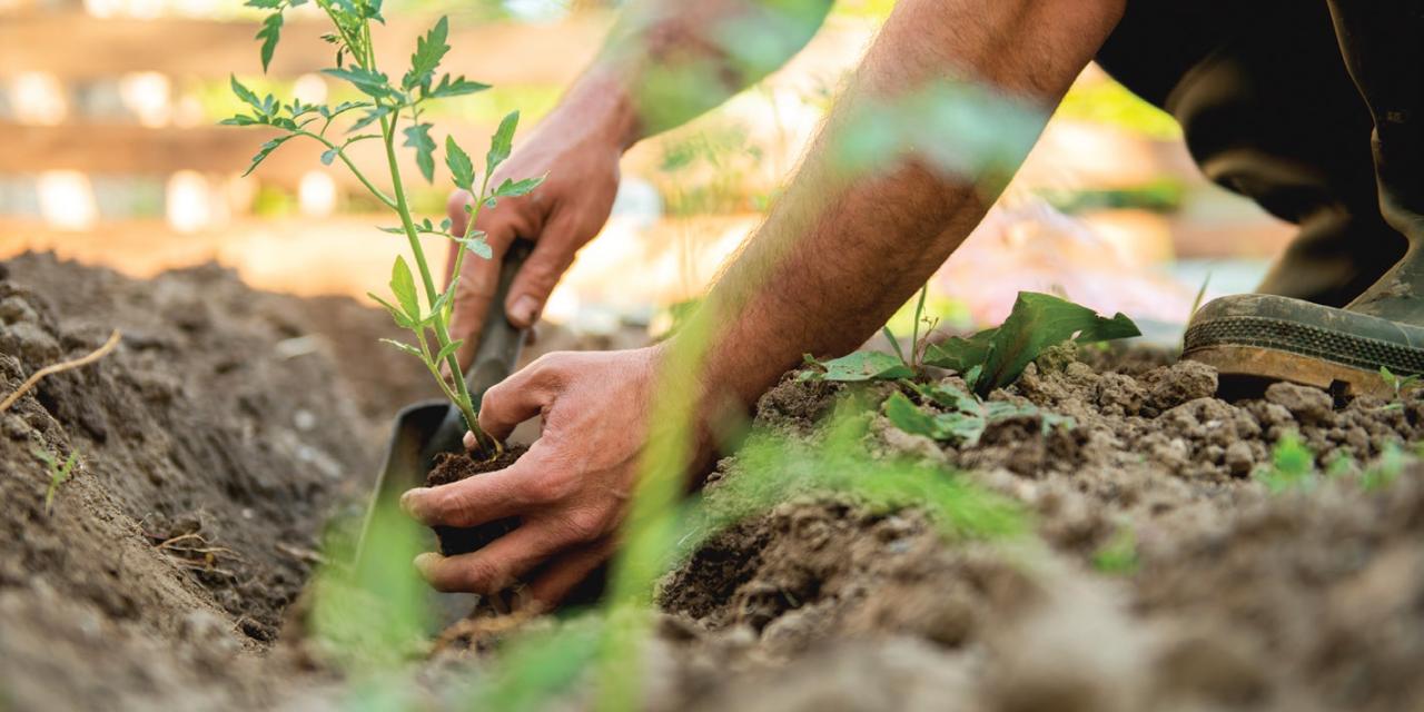 Salon du potager : les 24 et 25 septembre sous le marché couvert à Bourg
