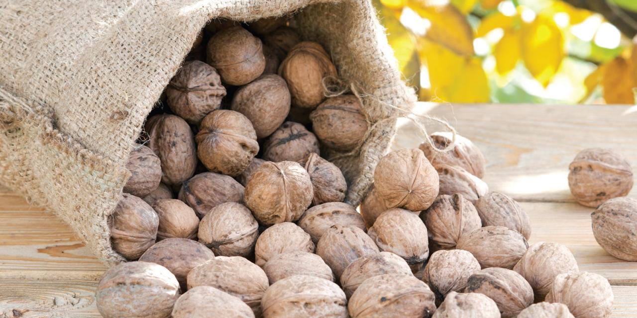 La Farfouille de la noix & du marron revient le 18 octobre à Salavre